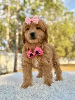 Sandy - Mini Female, a female Miniature Goldendoodle for sale in Frostproof, FL – Photo 5 of 8