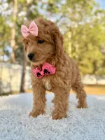Sandy - Mini Female, a female Miniature Goldendoodle for sale in Frostproof, FL – Photo 4 of 8