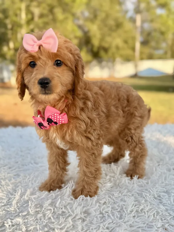 Sandy - Mini Female – Miniature Goldendoodle puppy for sale in Frostproof, FL