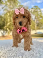 Sandy - Mini Female, a female Miniature Goldendoodle for sale in Frostproof, FL – Photo 2 of 8