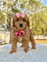 Sandy - Mini Female, a female Miniature Goldendoodle for sale in Frostproof, FL – Photo 1 of 8