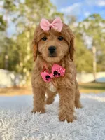 Sandy - Mini Female, a female Miniature Goldendoodle for sale in Frostproof, FL – Photo 6 of 8