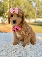 Sandy - Mini Female, a female Miniature Goldendoodle for sale in Frostproof, FL – Photo 7 of 8