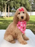 Bella, a female Goldendoodle for sale in Frostproof, FL – 5 of 7