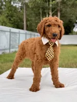 Ernest - F1b Standard Male , a male Goldendoodle for sale in Frostproof, FL – 6 of 9