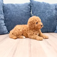 Colby - F1bb Mini Goldendoodle , a male Miniature Goldendoodle for sale in Frostproof, FL – 3 of 5