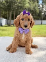 Joy , a female Goldendoodle for sale in Frostproof, FL – 2 of 10