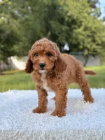 Alice, a female Cavapoo for sale in Frostproof, FL – 10 of 10