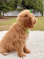 Elsa , a female Miniature Goldendoodle for sale in Frostproof, FL – 8 of 8