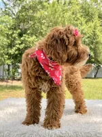 Harmony , a female Miniature Goldendoodle for sale in Frostproof, FL – 5 of 10