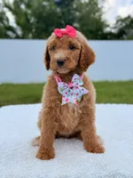 Jade - F1b Standard Goldendoodle , a female Goldendoodle for sale in Frostproof, FL – 6 of 8