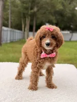 Cielo , a female Cavapoo for sale in Frostproof, FL – 2 of 9