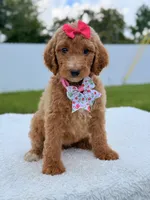 Jade - F1b Standard Goldendoodle , a female Goldendoodle for sale in Frostproof, FL – 5 of 8