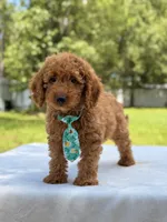 Thiago - F1b Mini Goldendoodle , a male Miniature Goldendoodle for sale in Frostproof, FL – 2 of 10