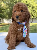 Jasper - Mini, a male Miniature Goldendoodle for sale in Frostproof, FL – 2 of 9