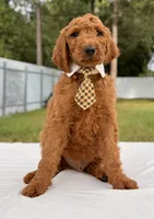 Ernest - F1b Standard Male , a male Goldendoodle for sale in Frostproof, FL – 3 of 9