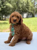 Timothy - F1b Mini Goldendoodle Male , a male Miniature Goldendoodle for sale in Frostproof, FL – 8 of 10