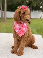 Emmy - F1b Standard Female , a female Goldendoodle for sale in Frostproof, FL – 9 of 9