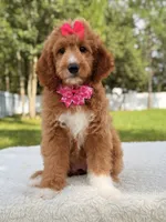 Honey  - F1b Standard , a female Goldendoodle for sale in Frostproof, FL – 4 of 7