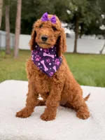 Electra - F1b Standard Goldendoodle , a female Goldendoodle for sale in Frostproof, FL – 5 of 9