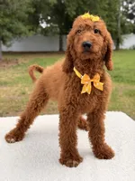 Nala , a female Goldendoodle for sale in Frostproof, FL – 4 of 10