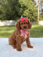 Ariel , a female Cavapoo for sale in Frostproof, FL – 5 of 10