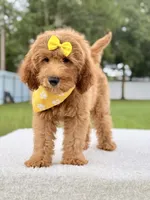 Hazel , a female Goldendoodle and Miniature Goldendoodle for sale in Frostproof, FL – 5 of 7