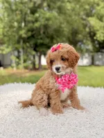 Betsy - F1b Toy , a female Goldendoodle and Miniature Goldendoodle for sale in Frostproof, FL – 7 of 8