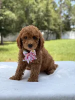 Tinker - F1b Mini Goldendoodle Female , a female Miniature Goldendoodle for sale in Frostproof, FL – 9 of 10