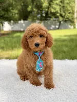 Manny , a male Miniature Goldendoodle for sale in Frostproof, FL – 8 of 10