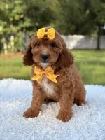 Alice, a female Cavapoo for sale in Frostproof, FL – 3 of 10