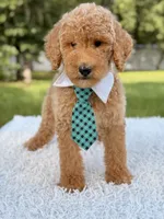 Blue - F1bb Standard Goldendoodle , a male Goldendoodle for sale in Frostproof, FL – 2 of 7