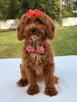 Princes - Toy, a female Miniature Goldendoodle for sale in Frostproof, FL – 2 of 10