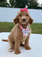 Jade - F1b Standard Goldendoodle , a female Goldendoodle for sale in Frostproof, FL – 7 of 8