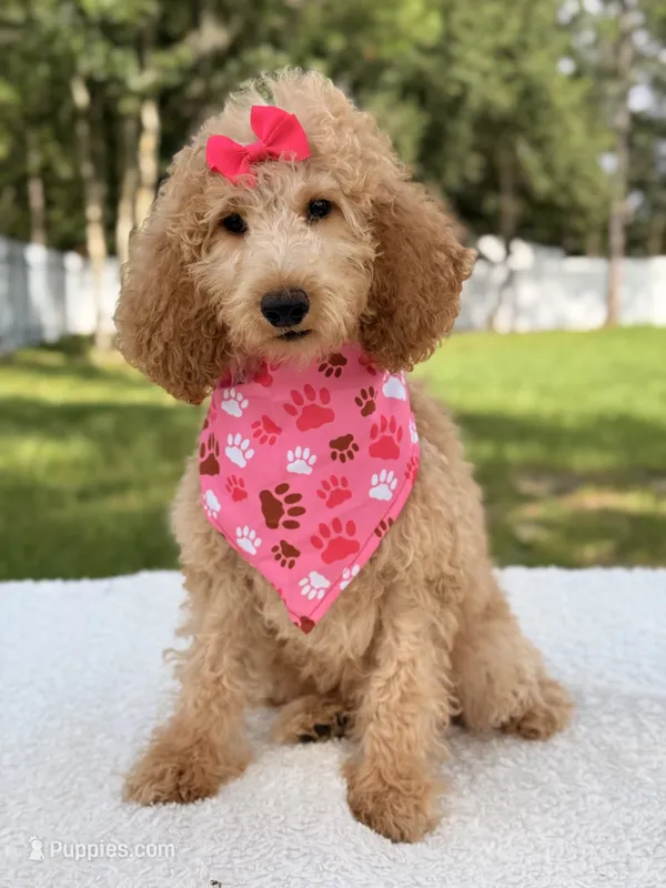 Bella – Goldendoodle puppy for sale in Frostproof, FL