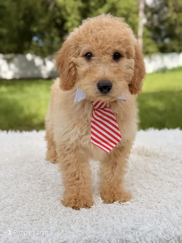 Mathew  – Miniature Goldendoodle puppy for sale in Frostproof, FL