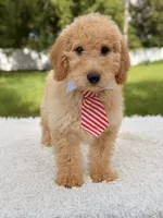 Mathew , a male Miniature Goldendoodle for sale in Frostproof, FL – 1 of 8