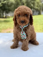 Tyler - F1b Mini Goldendoodle Male, a male Miniature Goldendoodle for sale in Frostproof, FL – 2 of 10