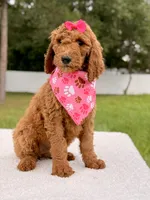 Emmy - F1b Standard Female , a female Goldendoodle for sale in Frostproof, FL – 3 of 9