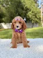 Amaya , a female Cavapoo for sale in Frostproof, FL – 7 of 10