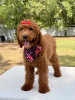 Valentina , a female Goldendoodle for sale in Frostproof, FL – 2 of 10