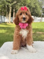Honey  - F1b Standard , a female Goldendoodle for sale in Frostproof, FL – 5 of 7
