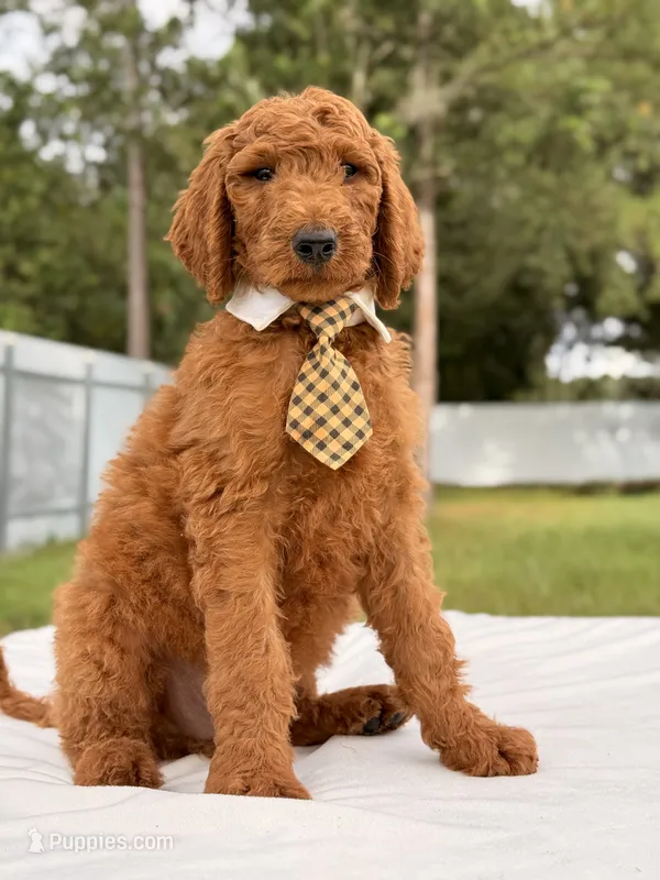 Ernest - F1b Standard Male  – Goldendoodle puppy for sale in Frostproof, FL