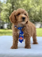 Theodore - F1b Mini Goldendoodle male , a male Miniature Goldendoodle for sale in Frostproof, FL – 2 of 10