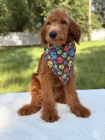 Arthur - F1b Mini , a male Goldendoodle and Miniature Goldendoodle for sale in Frostproof, FL – 8 of 8