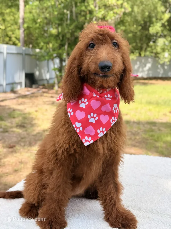 Kira  – Goldendoodle puppy for sale in Frostproof, FL