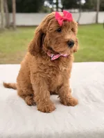 Hazel - Medium Goldendoodle , a female Goldendoodle and Miniature Goldendoodle for sale in Frostproof, FL – 5 of 10