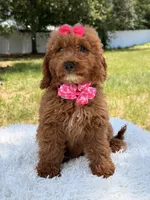 Rapunzel , a female Miniature Goldendoodle for sale in Frostproof, FL – 8 of 10
