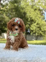 Athena , a female Cavapoo for sale in Frostproof, FL – 1 of 10