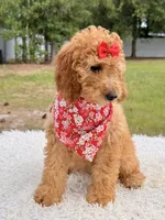 Cassie , a female Miniature Goldendoodle for sale in Frostproof, FL – 2 of 10